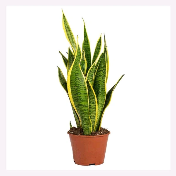 Snake Plant Yellow