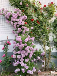 Rose Plant (Climbing)