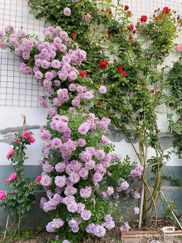 Rose Plant (Climbing)