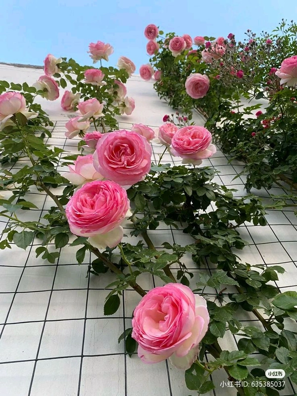 Rose Plant (Climbing)