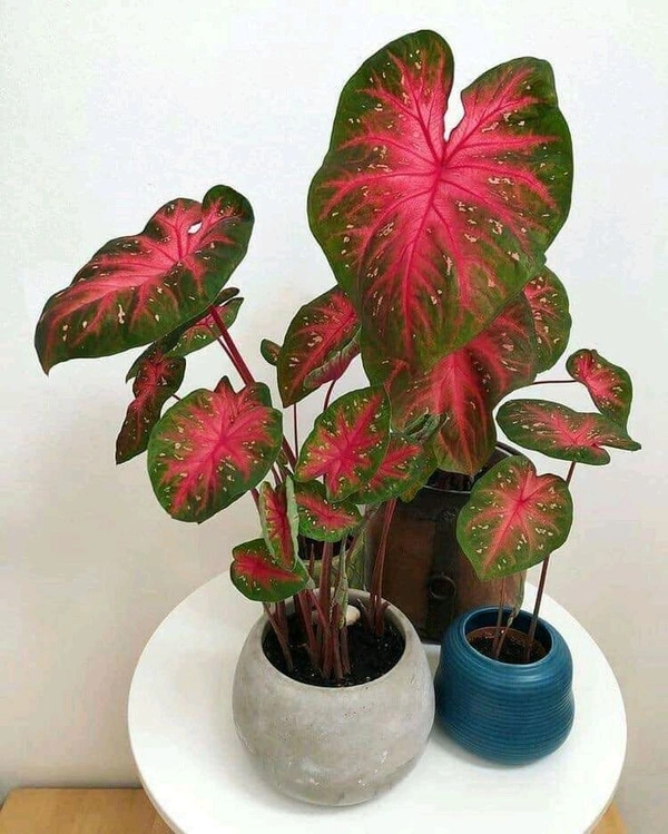 Calediyam 