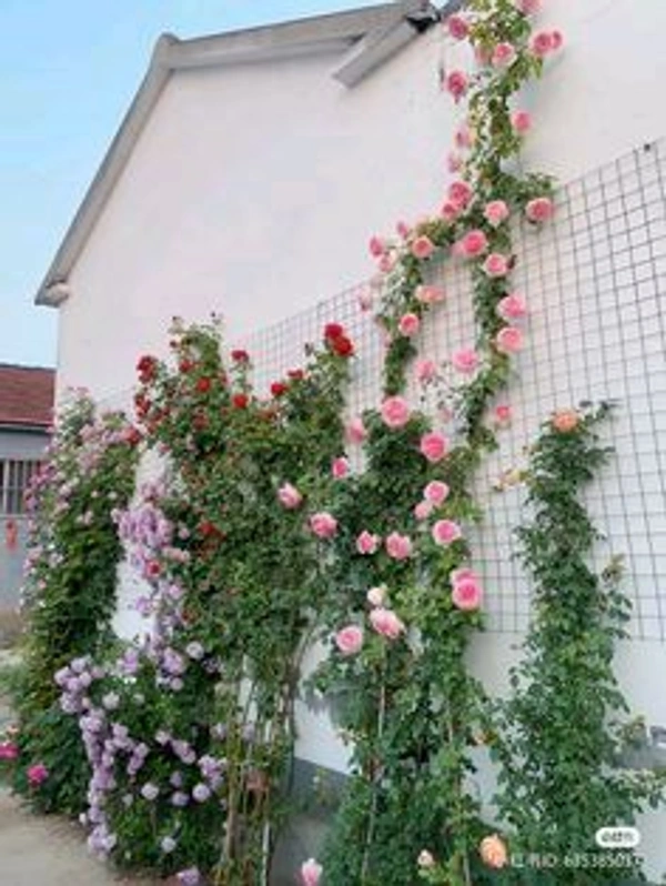 Rose Plant (Climbing Fragrant)