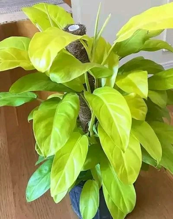 Philodendron