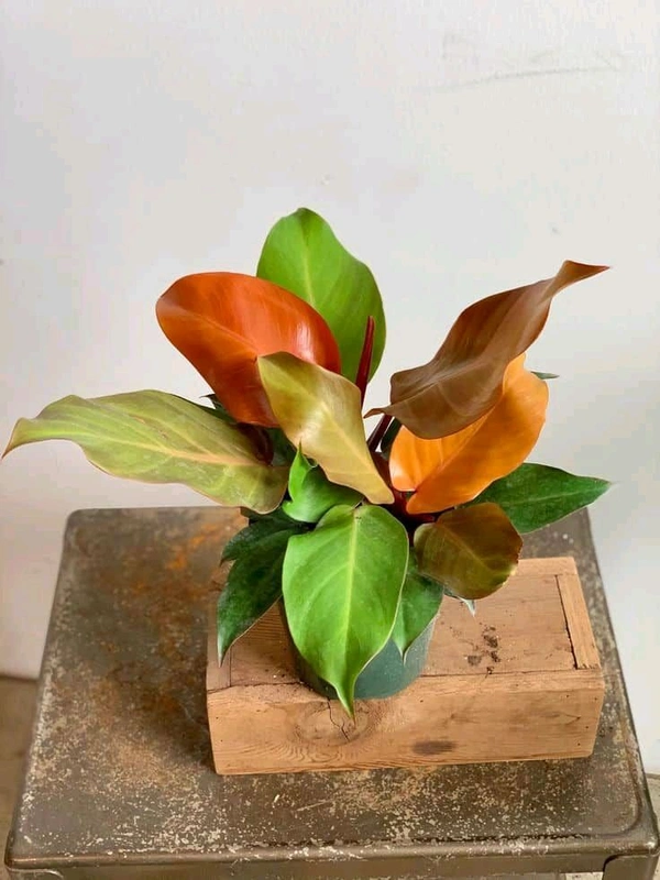 Philodendron Dwarf