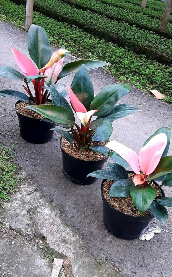 Philodendron Dwarf