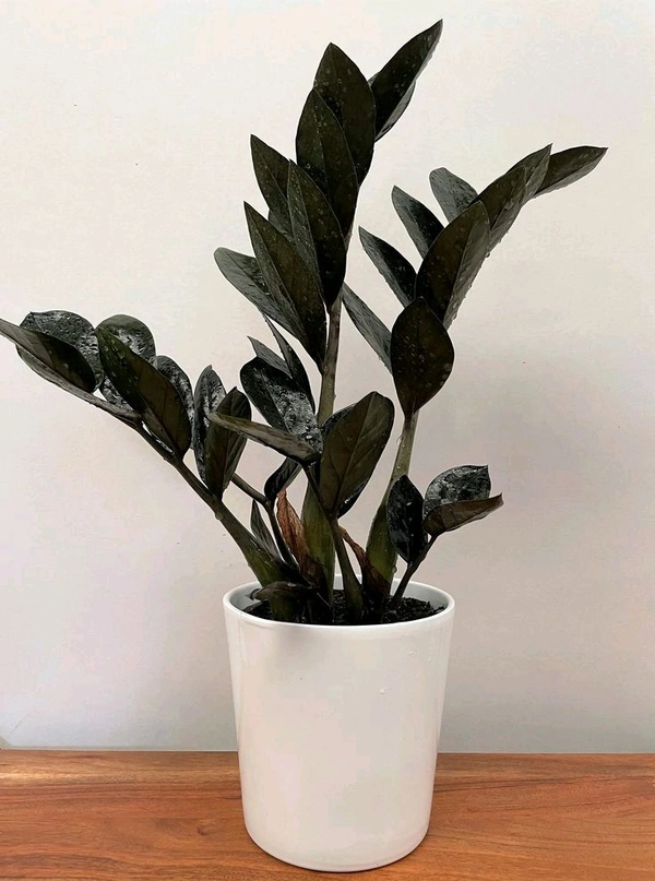Z Z Plant ( Black)