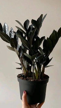 Z Z Plant ( Black)