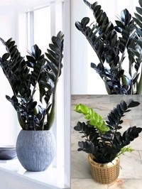 Z Z Plant ( Black)