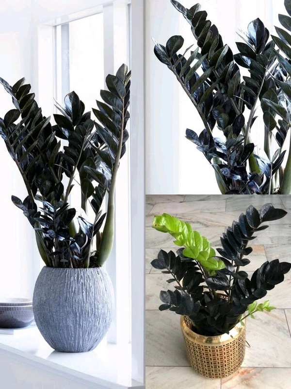 Z Z Plant ( Black)