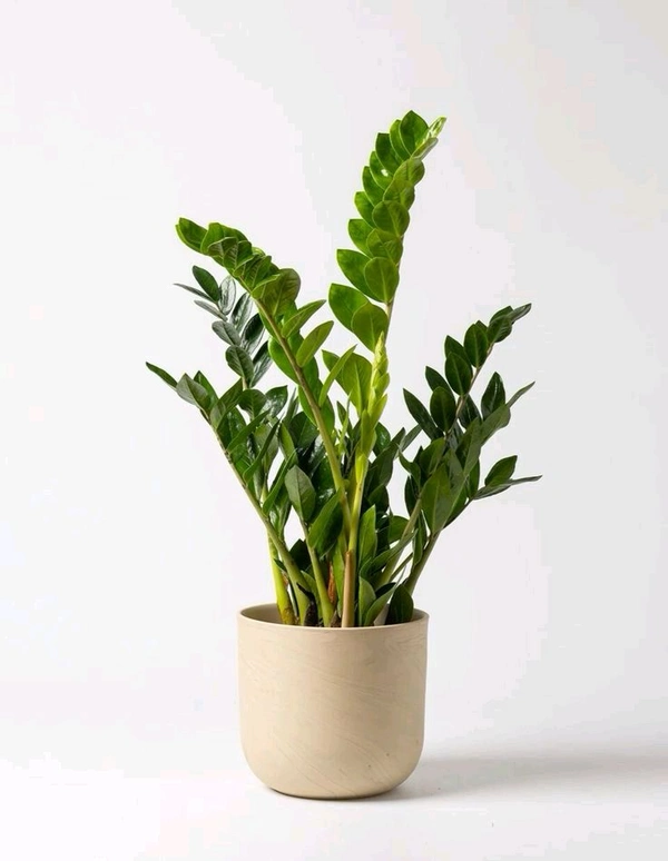 Z Z Plant ( Green)