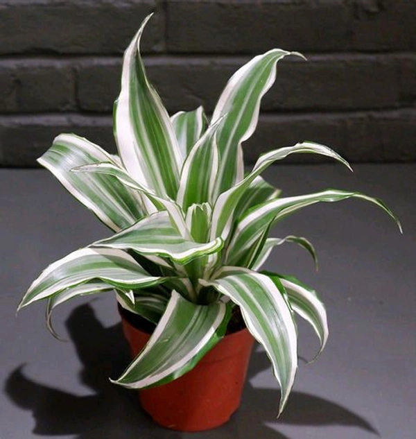 Dracina