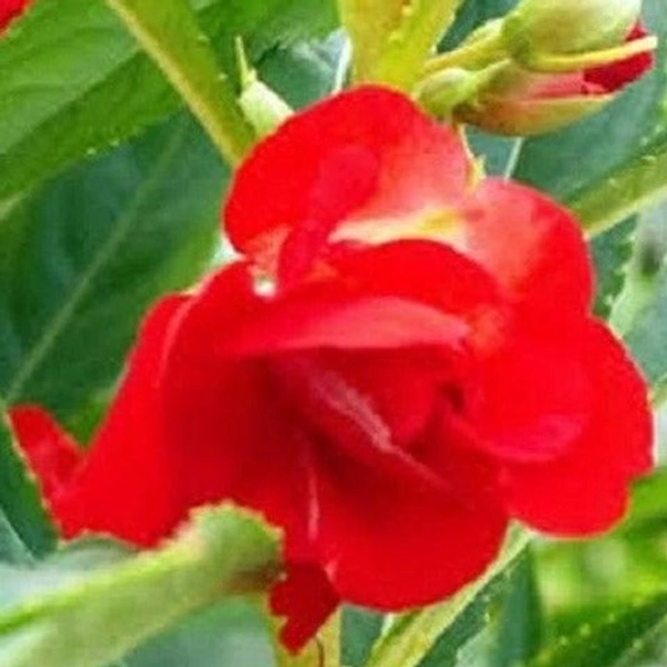 Balsam Mini
