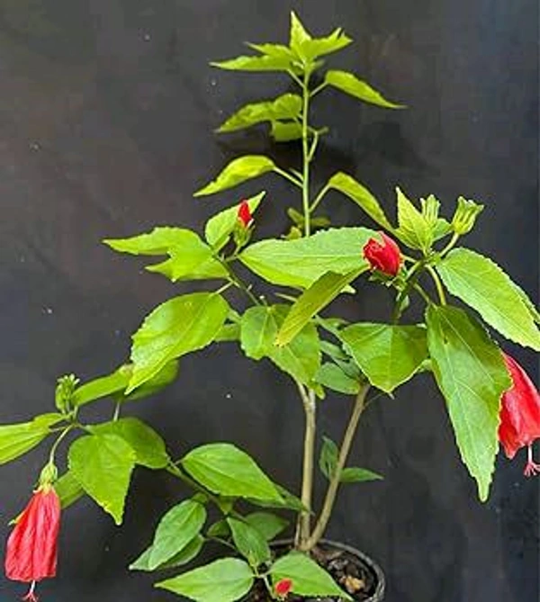 M Hibiscus 
