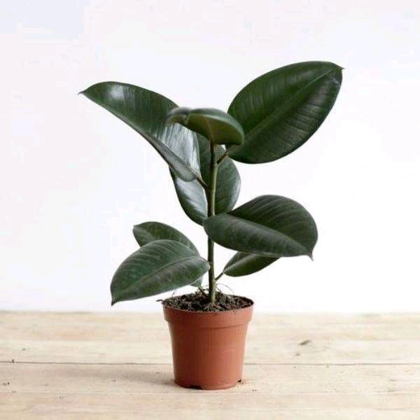 Rubber Plant S