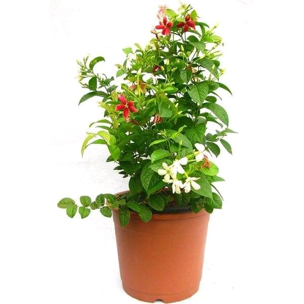 Madhumalti Small 