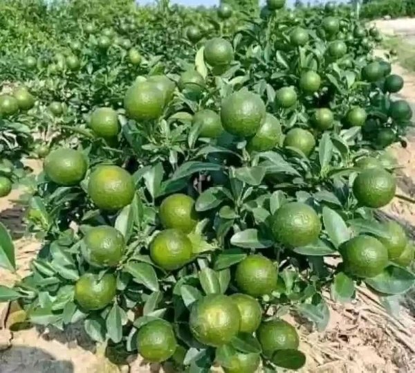 Nimbu Jamiri B