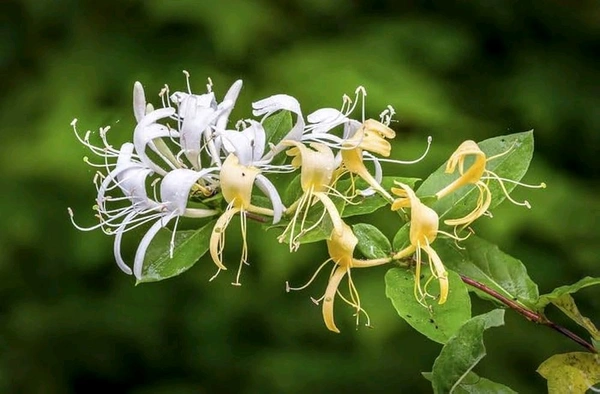 Hanisakal