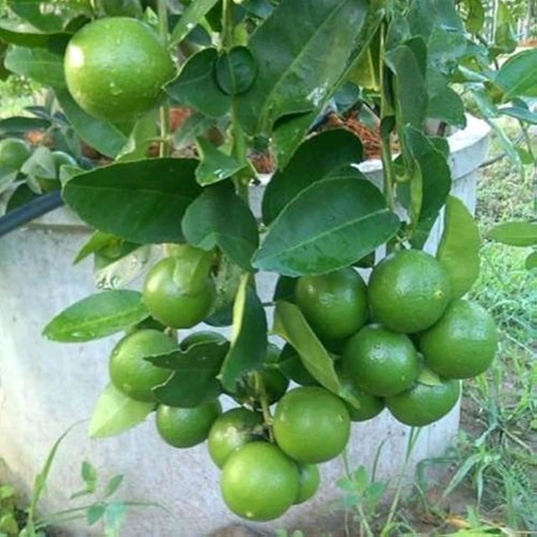 Nimbu Jamiri S