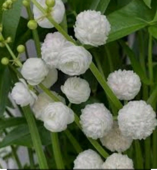 Water Rose