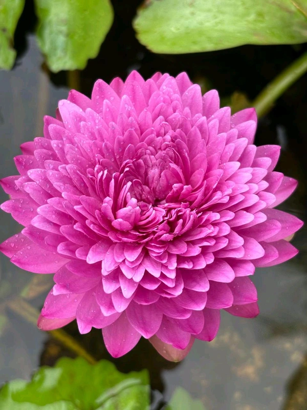Kamal