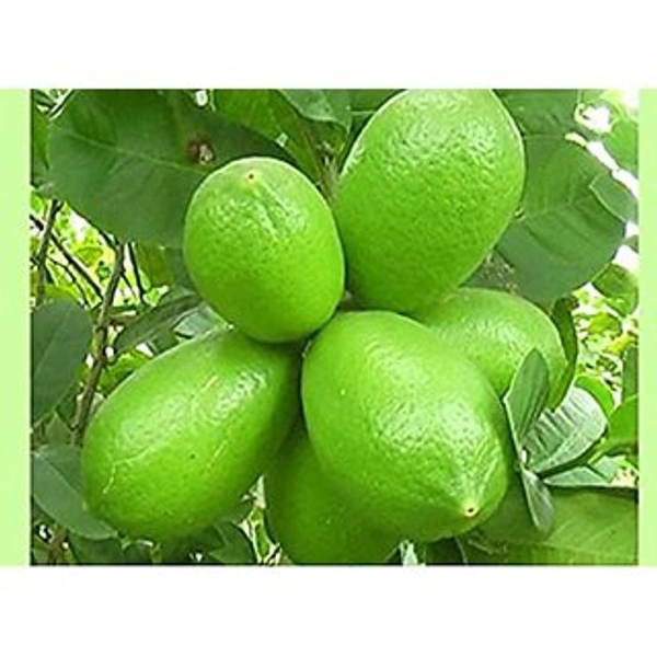 Nimbu Kagji Deshi