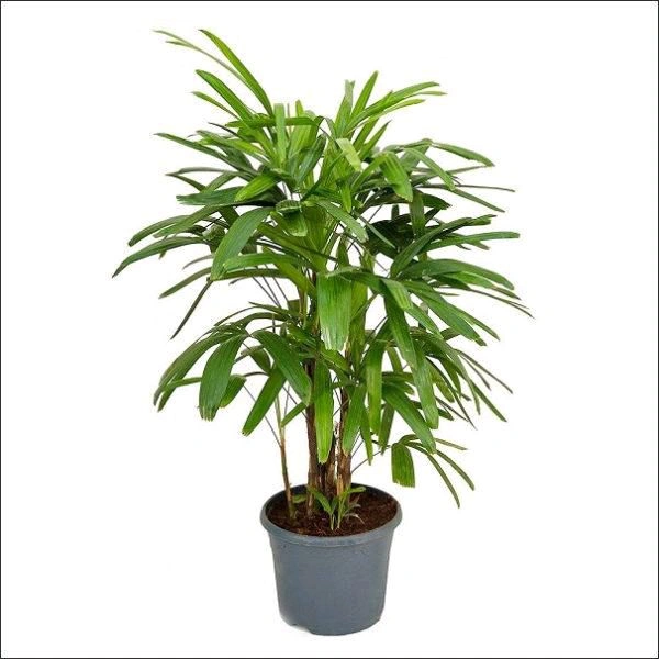 Rapish Palm