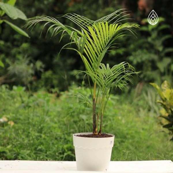 Aricka Palm 