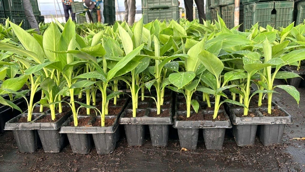 Kela G9