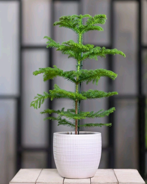 X Mus Tree( Small)