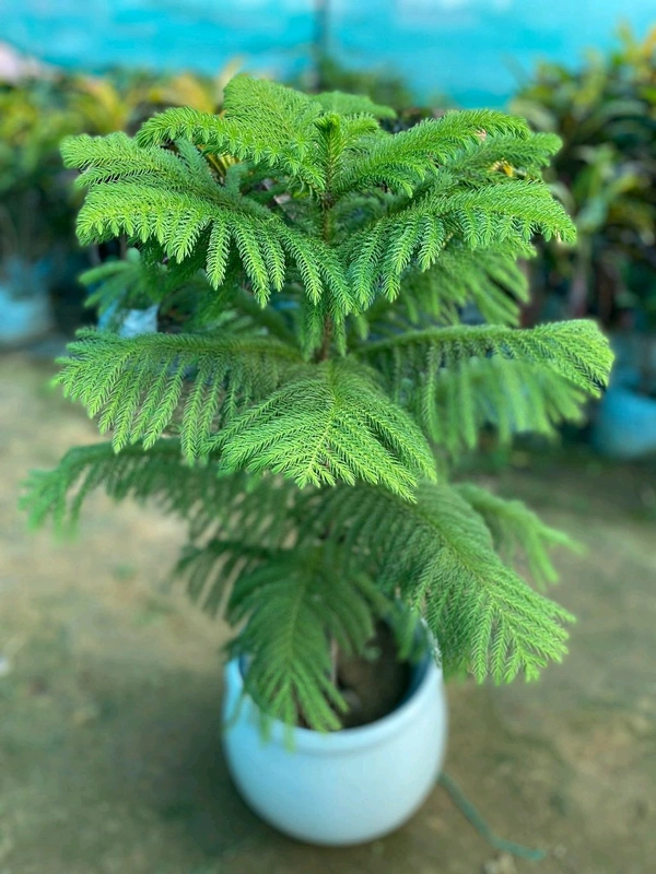 X Mux Tree A
