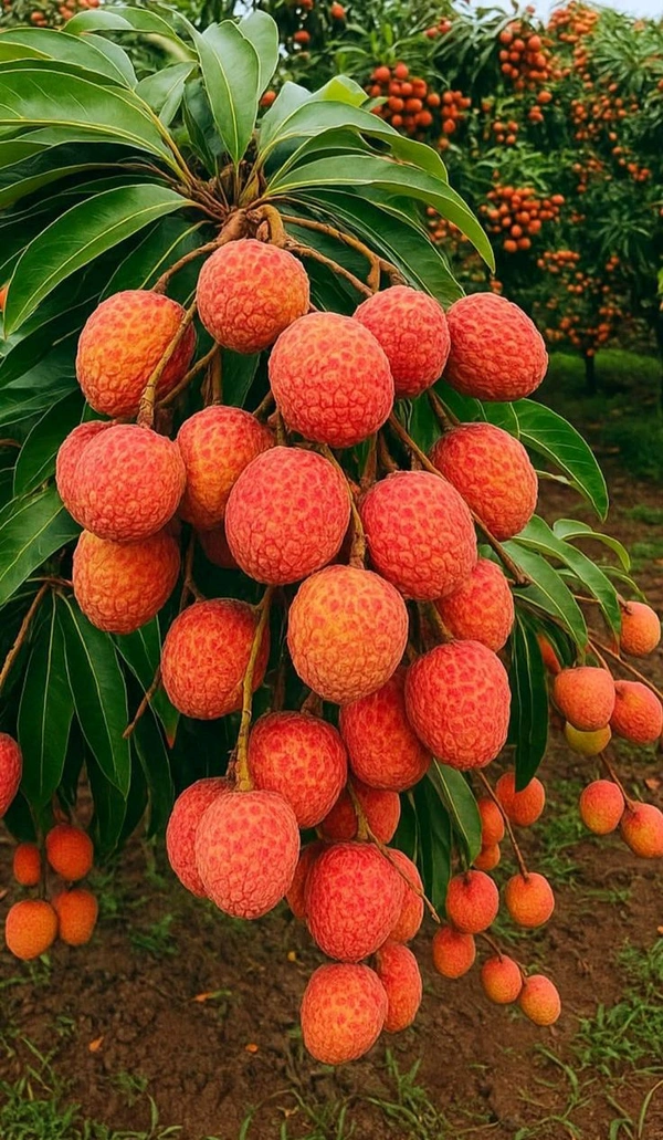 Litchi (Medium)