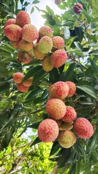 Litchi (Medium)