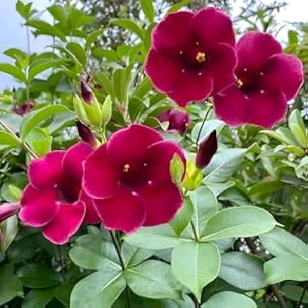 Almonda Medium 