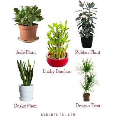 GOOD LUCK PLANT