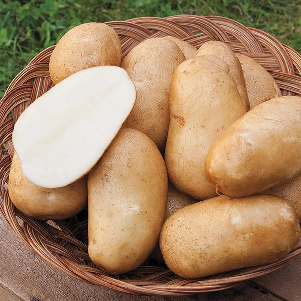 Potato Aalu   आलू  - India, 1kg