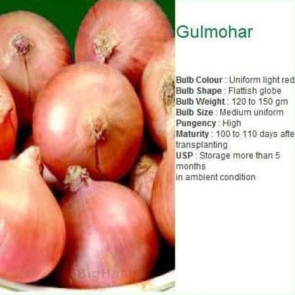 Payaj Onion प्याज  - 1kg, India, MD MART