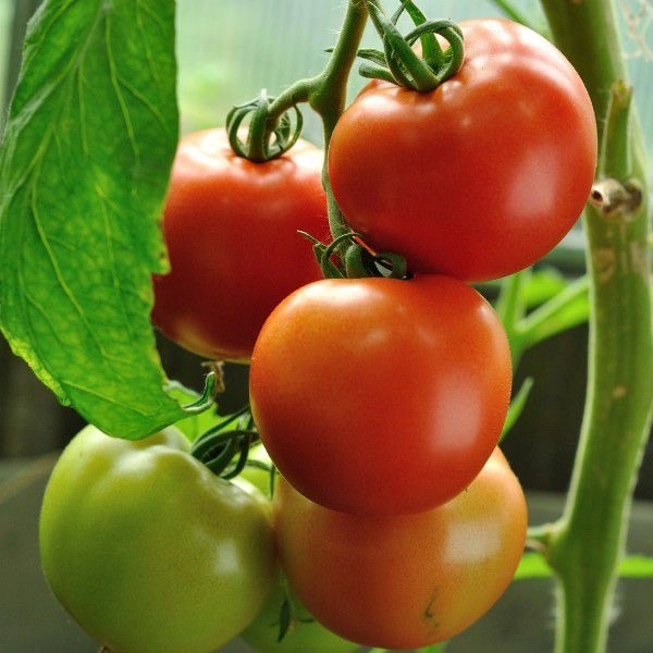 Tamatar टमाटर 