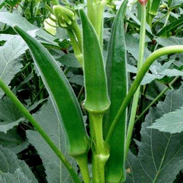 Fresh Bhindi Fingers भिंडी  - 1kg, india