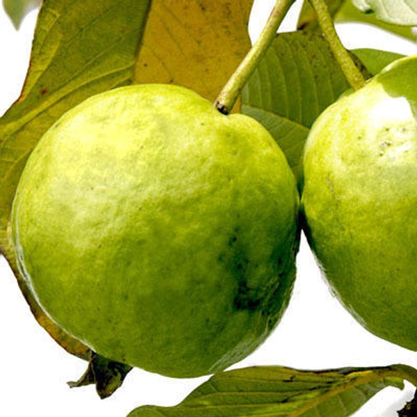  Fresh  Amrud - 500gm, india