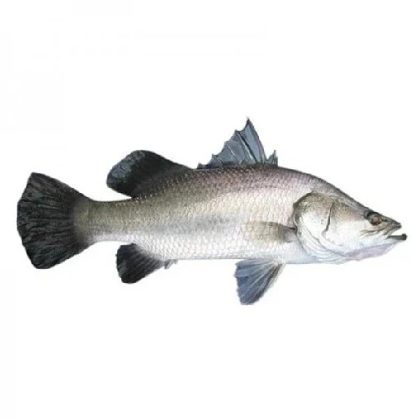 Fresh Silan Fish सीलन मछली  - 1kg