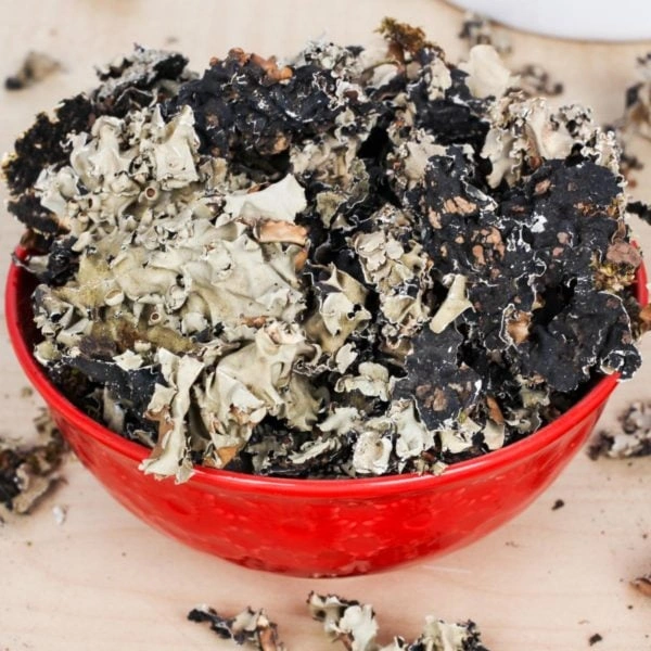 கல்பசி பூ