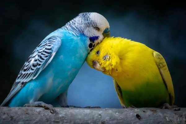 Love Birds Combo.. - 7inch