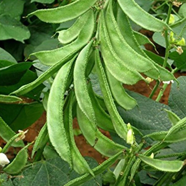 Sem Ki Phalli - 250 grms