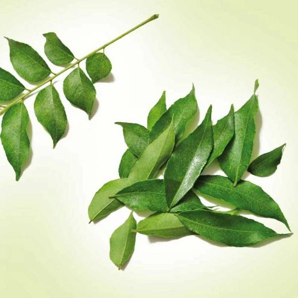 Karyapak - 1 bunch
